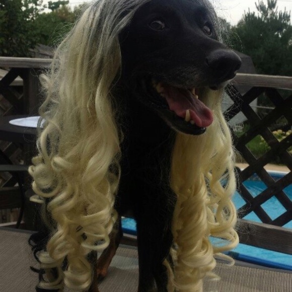 Meet your Posher, Vick - Picture 3 of 4